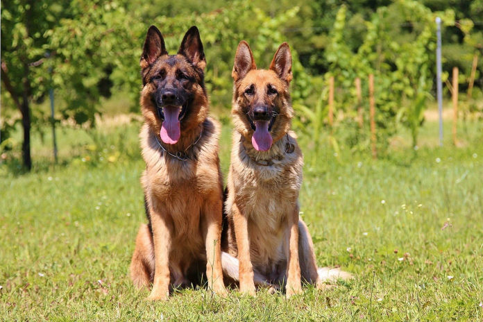 German shepherds for adoption